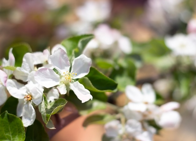 Apfelbaumzweig mit weißen Blumen Nahaufnahme Selektiver Weichzeichner Sommerhintergrund