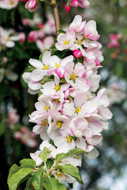 Apfelbaumzweig mit zarten weißen und rosa Blüten