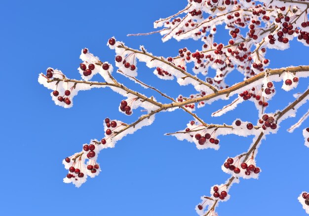 Apfelbaumzweige im Winter. Kleine rote Zieräpfel auf einem mit Schnee und Frost bedeckten Ast