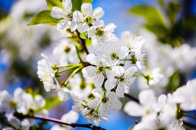 Apfelblüte auf Baum Frühlingszeit