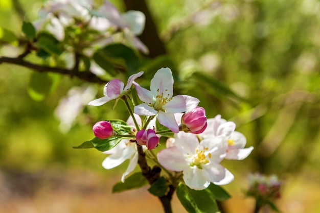 Apfelblüte im Frühjahr. Blühender Apfel über Naturhintergrund, Frühlingsblumen