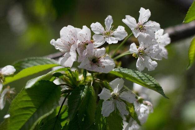 Apfelblüte im Frühling im Garten