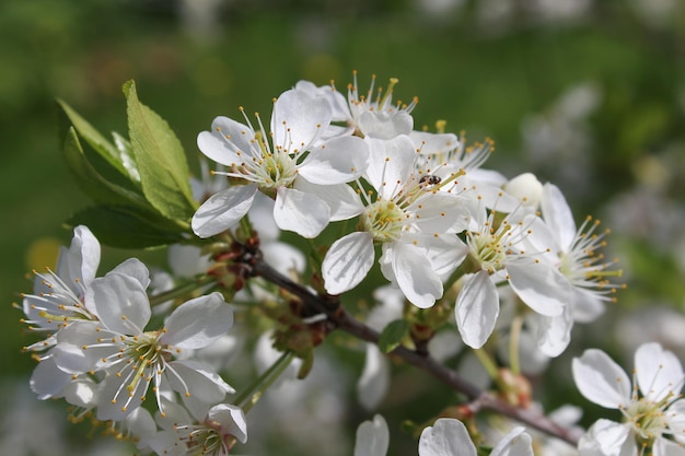 Foto apfelblüte nahaufnahme selektiver fokus