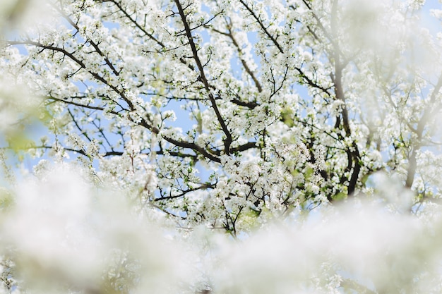 Apfelblüte oder Kirschblüte an einem sonnigen Frühlingstag