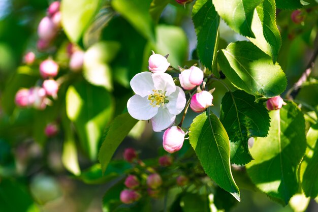 Apfelblüte