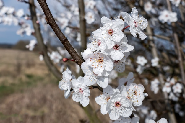 Apfelblüte