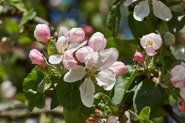 Apfelblüten auf blauem Himmelshintergrund Apfelbaum blüht im Garten