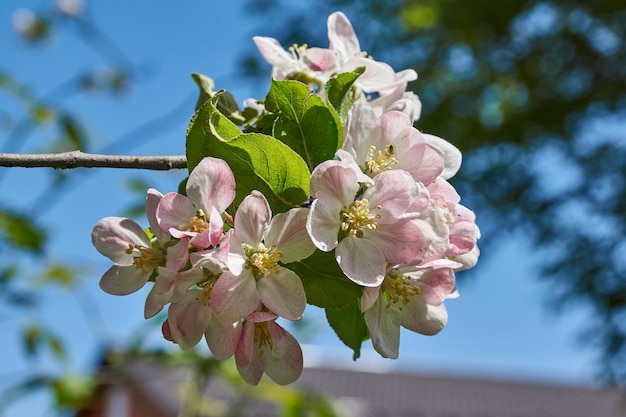 Apfelblüten auf blauem Himmelshintergrund Apfelbaum blüht im Garten