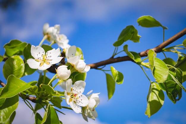 Apfelblüten hautnah mit weißen Blütenblättern und grünen Blättern auf einem Ast Frühlingshintergrund