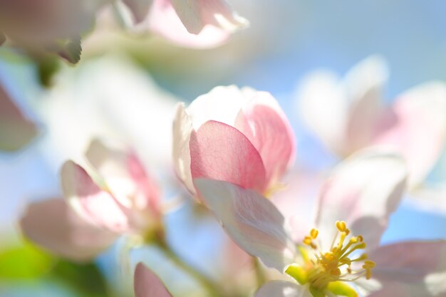 Apfelblüten über unscharfem Naturhintergrund