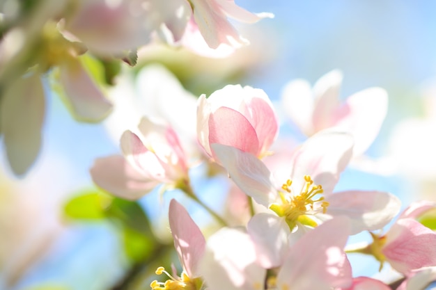 Apfelblüten über unscharfem Naturhintergrund