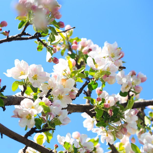 Apfelblüten über unscharfem Naturhintergrund