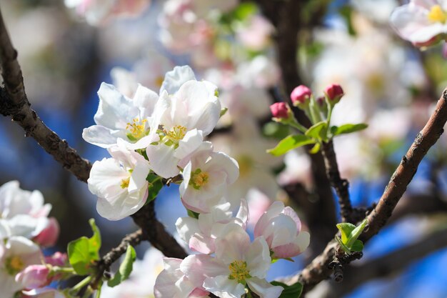 Apfelblüten über unscharfem Naturhintergrund