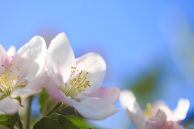 Apfelblüten über unscharfem Naturhintergrund