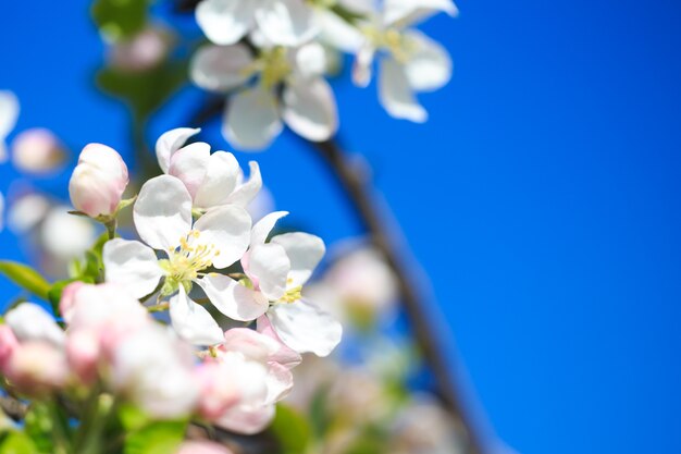 Apfelblüten über unscharfem Naturhintergrund