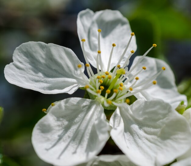 Apfelblüten