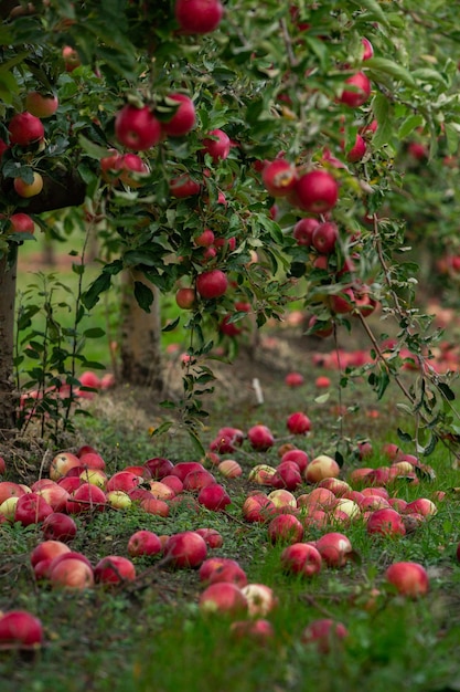 Apfelernte bereit, vom Obstgarten in der Republik Moldau gepflückt zu werden..