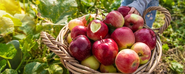 Apfelernte im Garten Selektiver Fokus