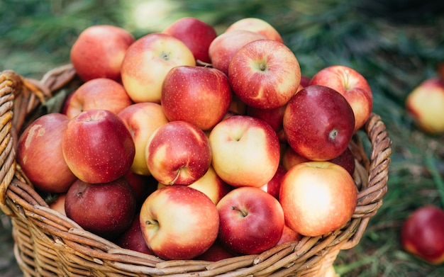 Apfelernte Reife rote Äpfel im Korb auf dem grünen Gras