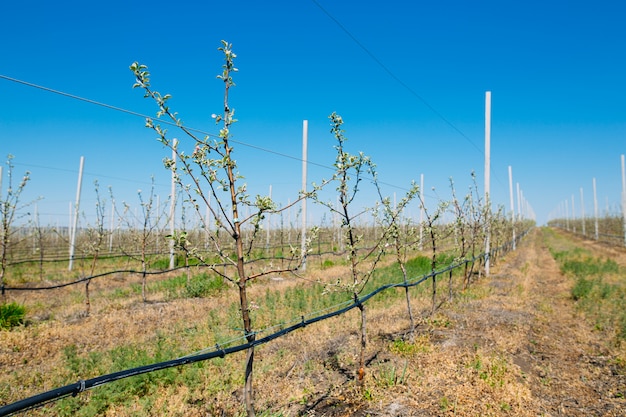 Apfelgarten im Frühling mit Baumreihen mit Blüte.