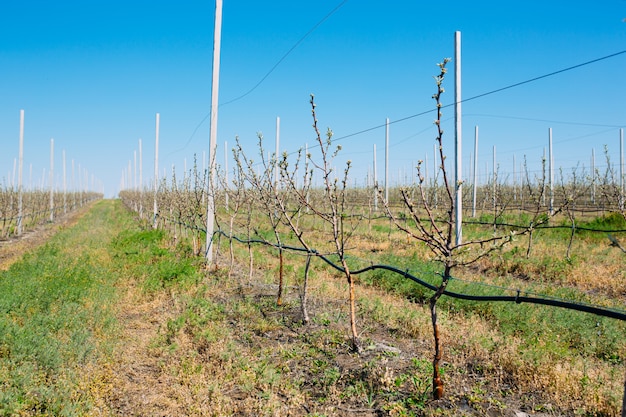 Apfelgarten im Frühling mit Baumreihen mit Blüte.