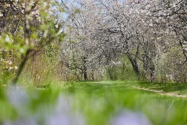 Apfelgarten mit blühenden Apfelbäumen Schöne Landschaft Frühlingslandschaft