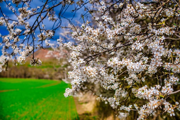 Apfelgarten mit blühenden Apfelbäumen schöne Landschaft Frühlingslandschaft