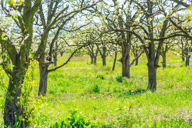 Foto apfelgarten mit blühenden bäumen