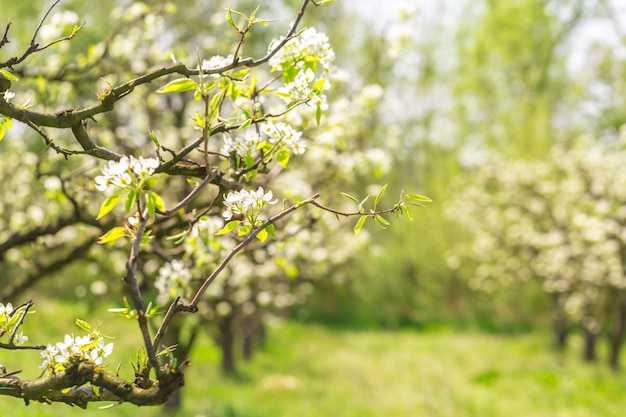 Apfelgarten mit blühenden Bäumen