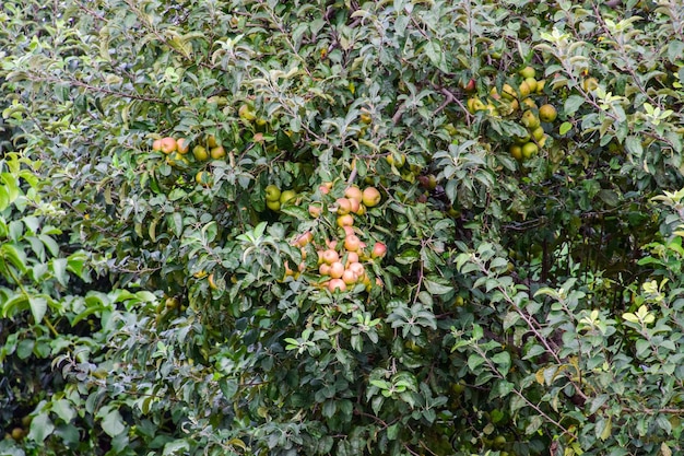 Apfelgarten Reihen von Bäumen und die Früchte des Bodens unter den Bäumen