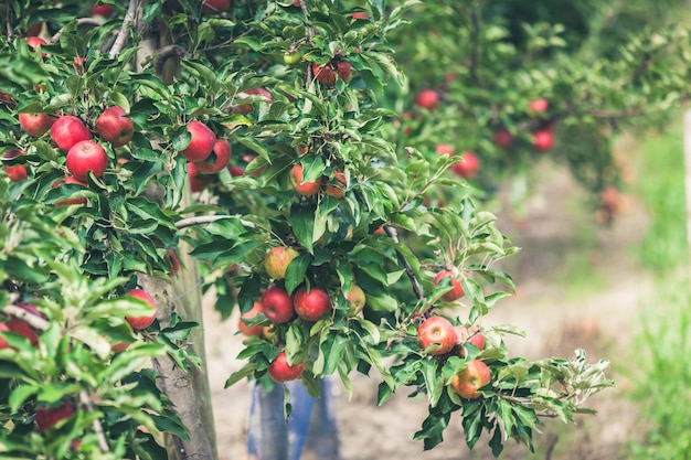 Apfelgarten voller gereifter roter Früchte