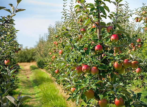 Apfelgarten vor der Ernte