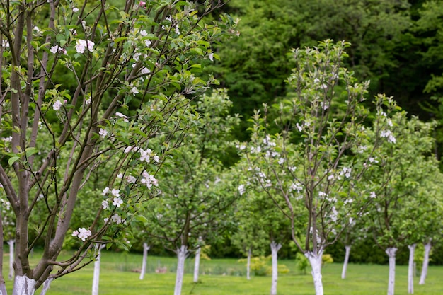 Apfelgartenblüte auf Baum Blühender Obstgarten im Frühling Saisonaler Hintergrund