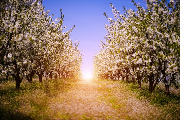 Apfelgartenblüte auf Baumfrühlingszeit