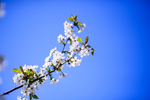 Apfelgartenblüte auf Baumfrühlingszeit