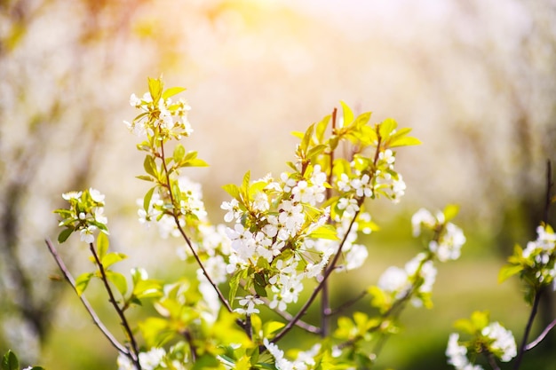 Apfelgartenblüte auf Baumfrühlingszeit