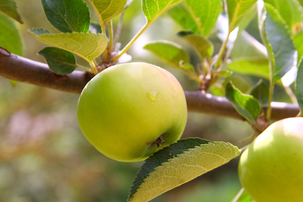 Apfelgrüner Obstbaumast