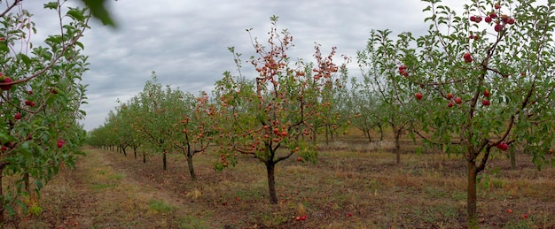 Apfelplantage mit Fahne der reifen roten Äpfel