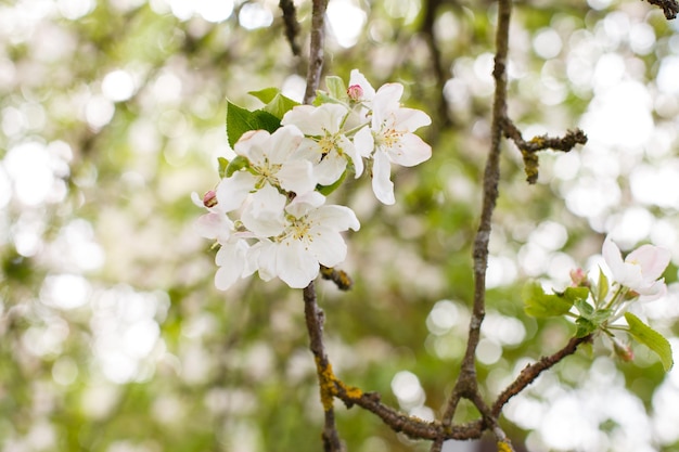 Apfelzweig eines blühenden Baumbaums in voller Blüte