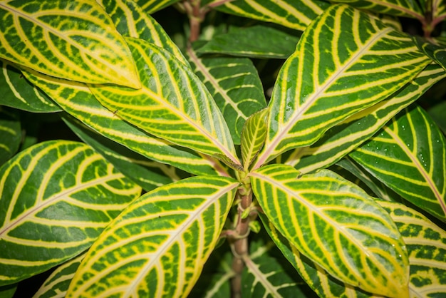 Aphelandra Blumen