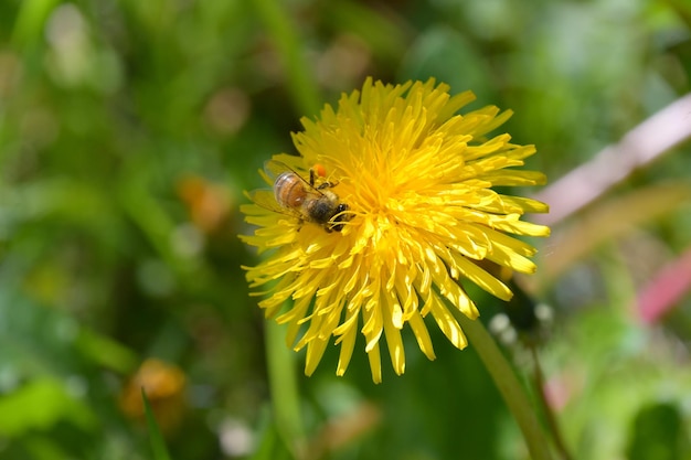 Le api sui fiori del tarassaco