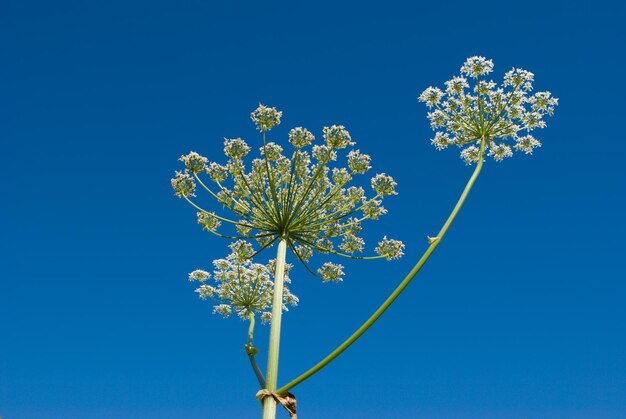 Foto apiaceae umbelliferae