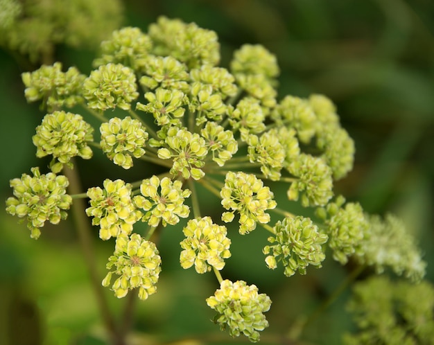 Las Apiaceae