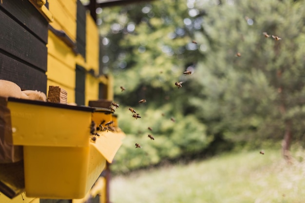 Apiario cerca de las cajas de colmena de madera con abejas voladoras