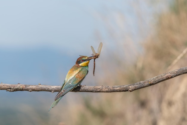 Apiaster Europeu Beeeater Merops empoleirado no galho com uma libélula em seu bico