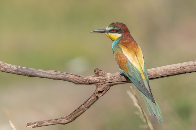 Apiaster Europeu Beeeater Merops empoleirado no galho