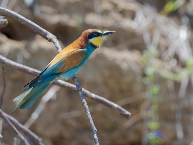 Apiaster europeu de Merops do apicultor