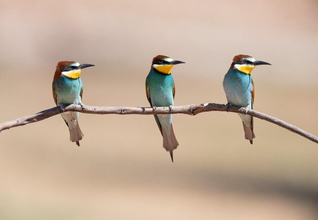 El apícora Merops apiaster se posó en una rama