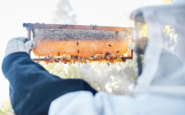 Apicultor de abejas y nutrición de miel en la granja para la industria de panal ecológica y el agricultor que trabaja en el campo Apicultura cera orgánica cruda y proceso de cultivo o cosecha de sostenibilidad natural