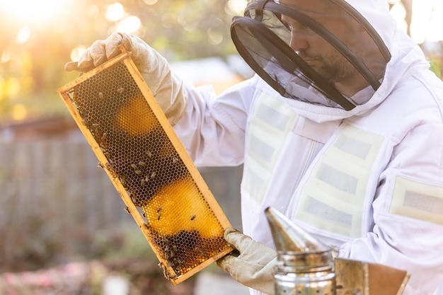 Apicultor en un apiario apicultor está trabajando con abejas y colmenas en el apiario apicultura o apicu